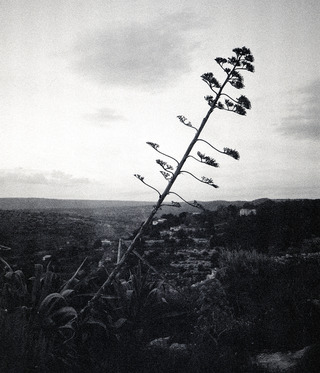 Sicily